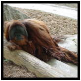 orangutan